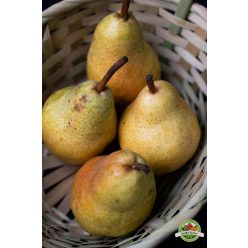 Vilmos körte lédig, Ft/kg