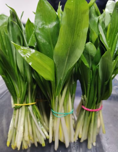 Medvehagyma, magyar, Ft/cs. 