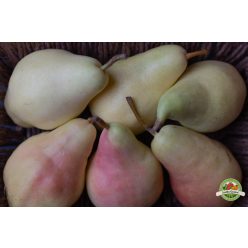 Santa Maria körte, Ft/kg 