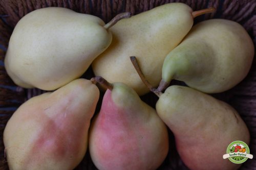 Santa Maria körte, Ft/kg 